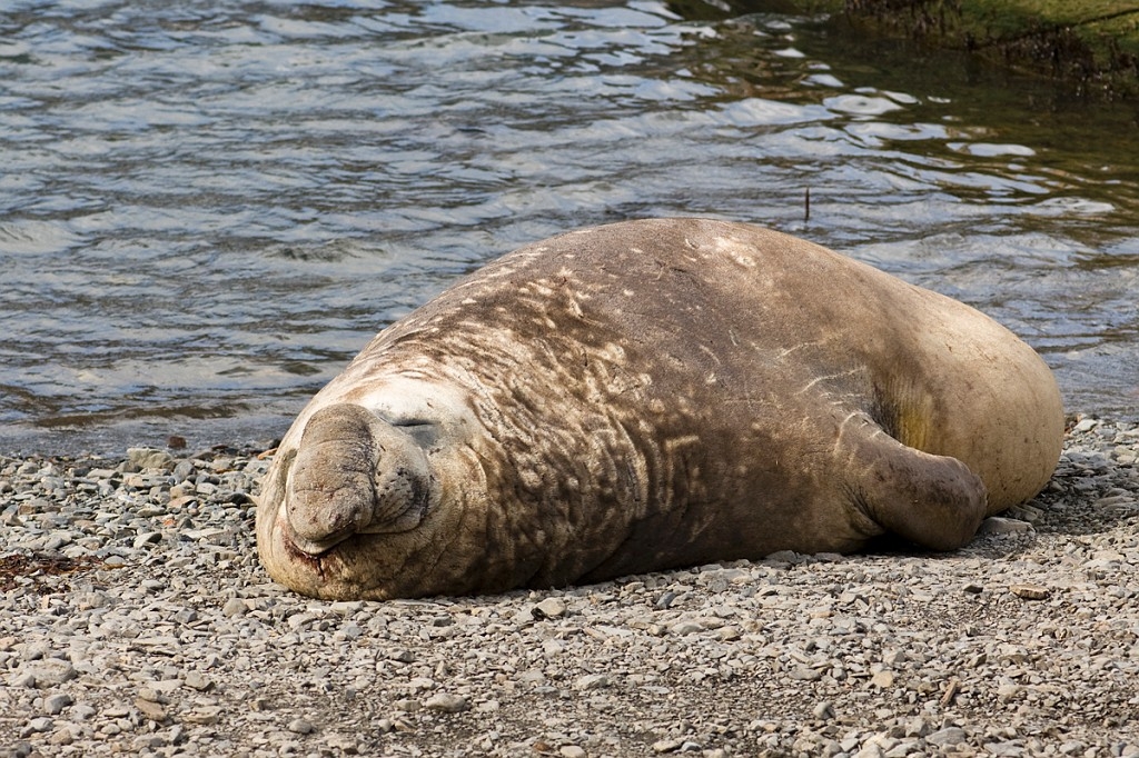 Elephant seal.20081112_3764.jpg - Southern Elephant Seal (Mirounga leonine), South Gerogia November 2008